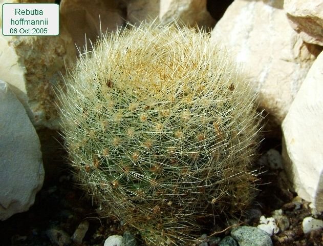 Rebutia_ hoffmannii _01